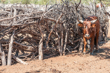 Nguni cow at a kraal in a Himba village