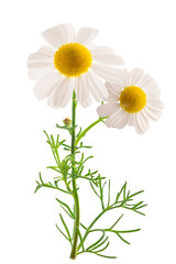 Chamomile flowers