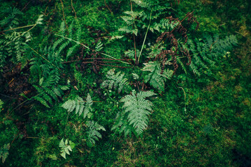 Frühlingsspaziergang im Wald mit dem Hund