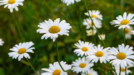Obraz na płótnie Canvas White daisies in the meadow. Large camomile on a green background.