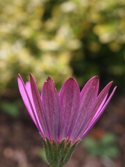 Fototapeta premium flowers in boom