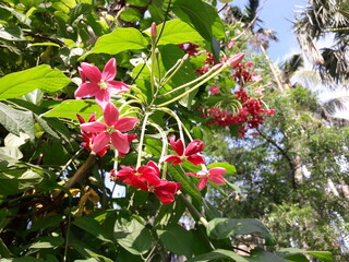 red and white