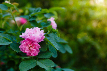Dog rose pink flower in spring background. Copy space. Summer background
