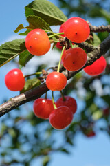 Cherries on branch