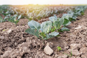 Photo of a cabbage sprout in a field. A field is planted with cabbage. Agriculture of young cabbage in summer. Growing cabbage in the ground on a plantation. Formation of a cabbage head with growth