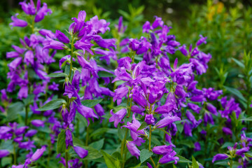 Purple flower of Campanula latifolia in summer garden