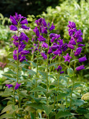 Purple flower of Campanula latifolia in summer garden. Perennial plants in the garden. Purple сampanula flowers.