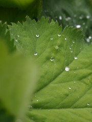 water droplet on leaf