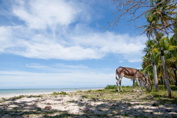 burrinhos na praia