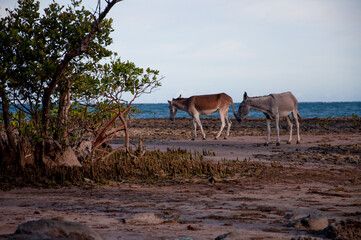 burrinhos na praia