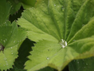 water droplet on leaf