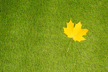 Top view of maple leaf on the green grass. Creative and minimalism. Season change, autumn is coming. Nature concept.