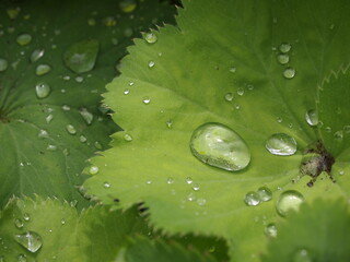 water droplet on leaf