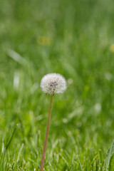 Dandelion - Lawn Invader