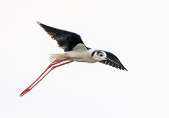 Black-winged stilt (himantopus himantopus) in flight in the "Estany del Pujol", Albufera natural park in Valencia.