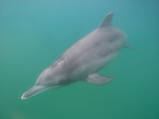 An underwater image of a Bottlenose dolphin