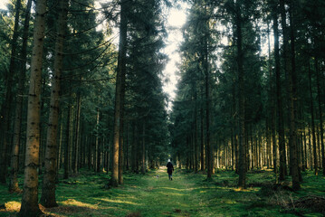 Frühlingsspaziergang im Wald mit dem Hund