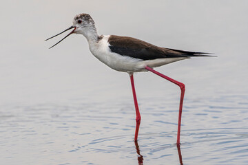 Black-winged stilt (himantopus himantopus) in 
