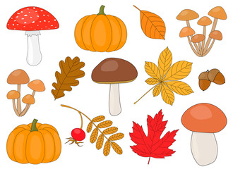 Set of autumn mushrooms and leaves pumpkin rose hip acorns vector illustration