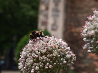 Bee in flower