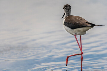 Black-winged stilt (himantopus himantopus) in 