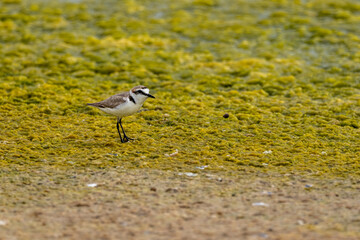 Little ringed plover (charadrius dubis) in 