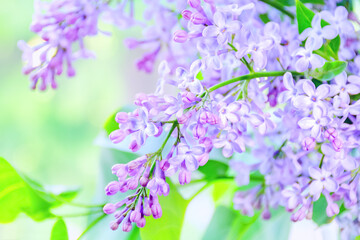Obraz na płótnie Canvas Spring lilac flowers