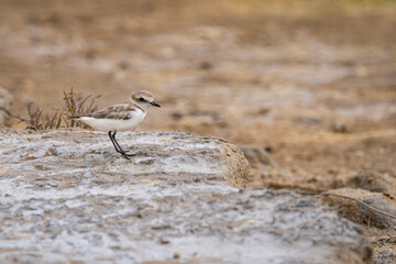 Little ringed plover (charadrius dubis) in 