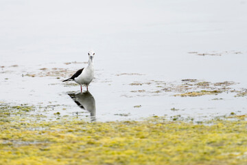 Black-winged stilt (himantopus himantopus) in 
