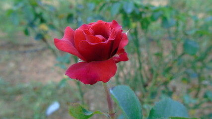 red rose buds in the garden