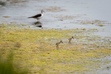 Black-winged stilt (himantopus himantopus) with its chicks in the 