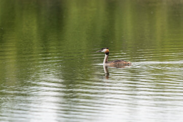 Great crested grebe (podiceps cristatus)in 