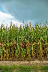 Cornfield in cloudy blue sky, closeup view