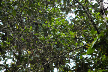 La Reserva de Biósfera del Chocó Andino