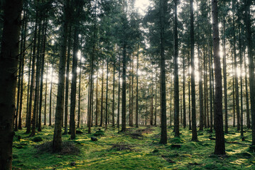 Frühlingsspaziergang im Wald mit dem Hund