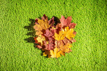 Top view of bouquet of colorful maple leaf in form of heart on the green grass. Creative and minimalism. Season change, autumn is coming. Nature concept.