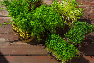microgreens sprouts on wooden background