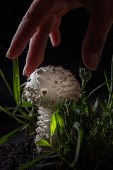 Amanita vittadinii mushroom and human fingers