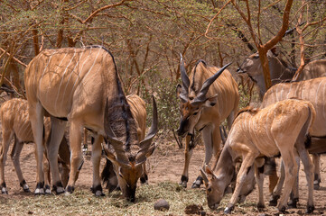 Grupo de antílopes africanos en la reserva natural de Bandia en Senegal