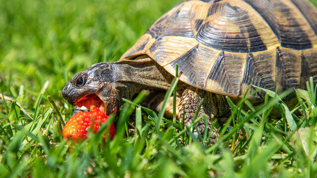 Griechische Schildkröte mit Erdbeere