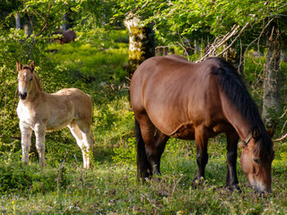 Horse and her little foal in the forest