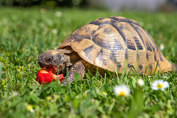 Griechische Schildkröte mit Erdbeere - 361808815