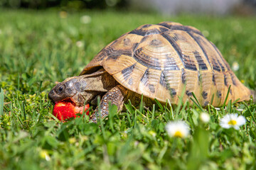 Griechische Schildkröte mit Erdbeere