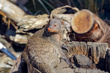 Banded Mongoose (Mungos mungo)