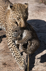 Leopard Bahati walking with her cub to safer place, Masai Mara, Kenya