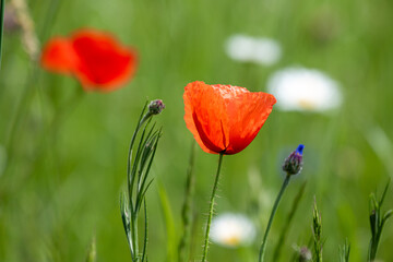 Mohnblumen und Kornblumen Synphonie
