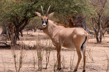 Imagen de un antílope africano en la reserva natural de Bandia en Senegal