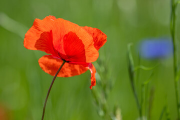 Mohnblumen und Kornblumen Synphonie