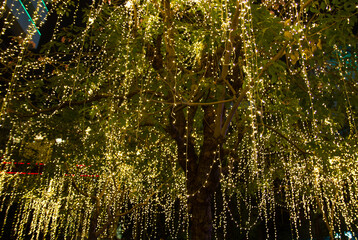 cable of string led lights on tree in the garden at night time used for decorating for beauty According to important festivals