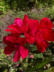 Obraz premium red rose flower